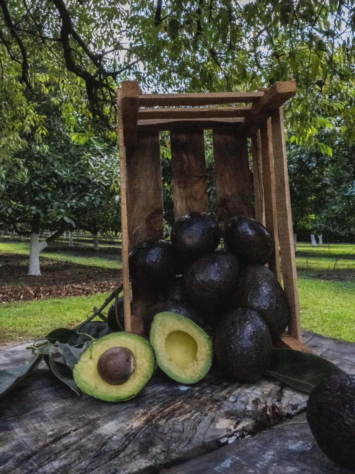 Huacal de aguacates recién cortados sobre una mesa de madera en la huerta